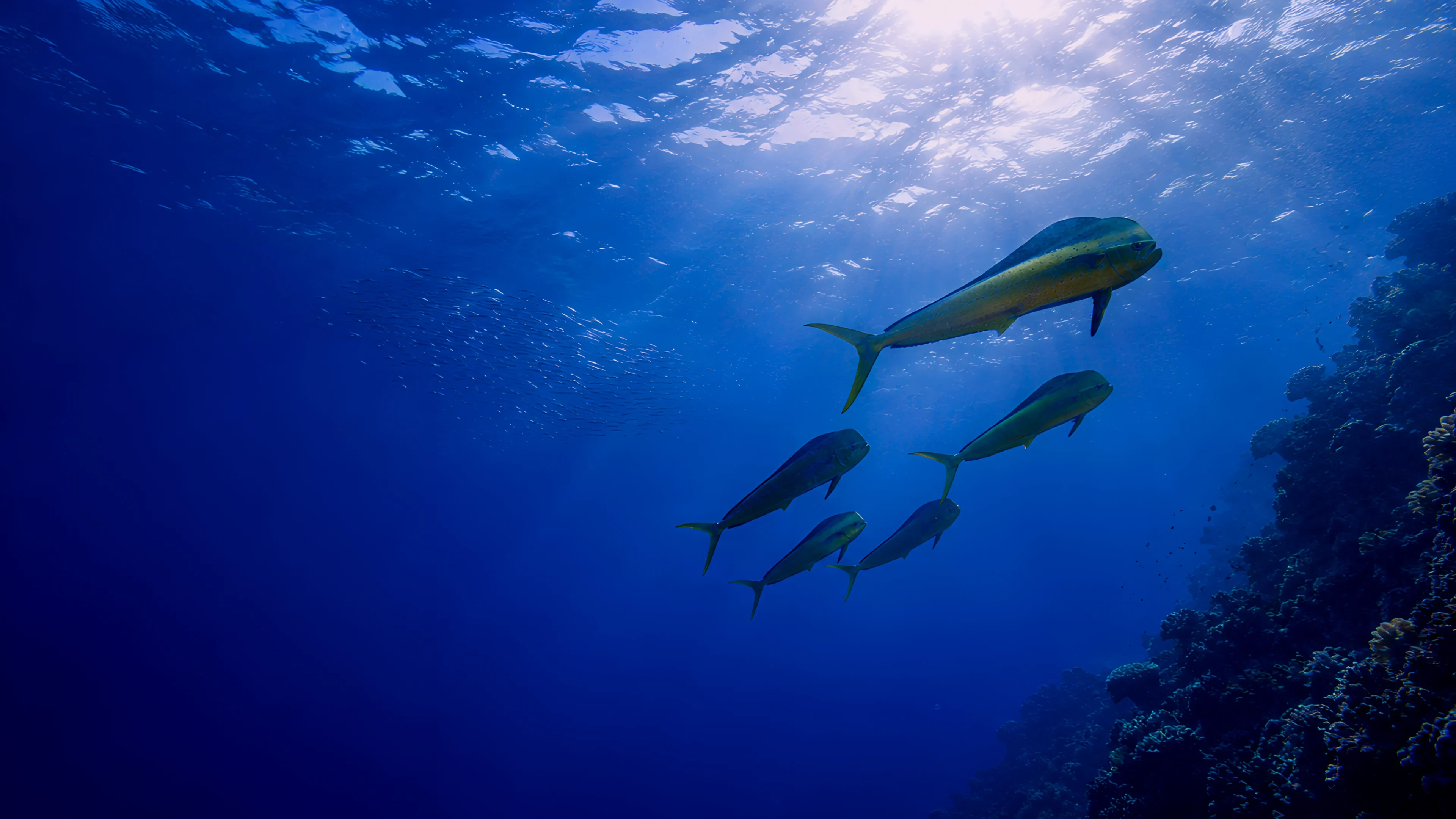 Minh Hai Fishery - Mahimahi Background